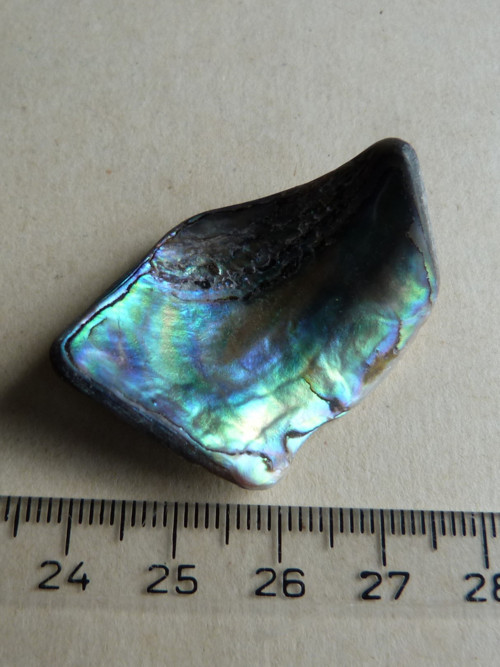 Perleť Paua - 4 cm (P11) — foto 3