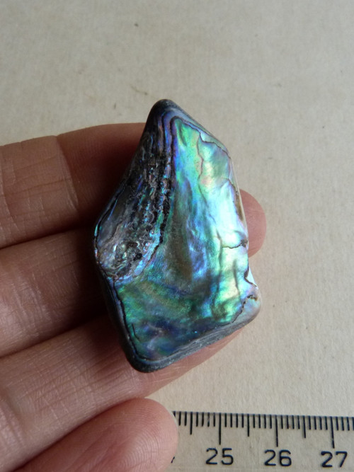 Perleť Paua - 4 cm (P11) — foto 2