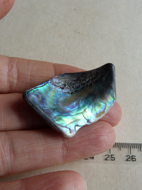 Perleť Paua - 4 cm (P11) — foto 4