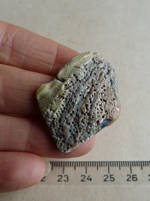 Perleť Paua - 4 cm (P11) — foto 6