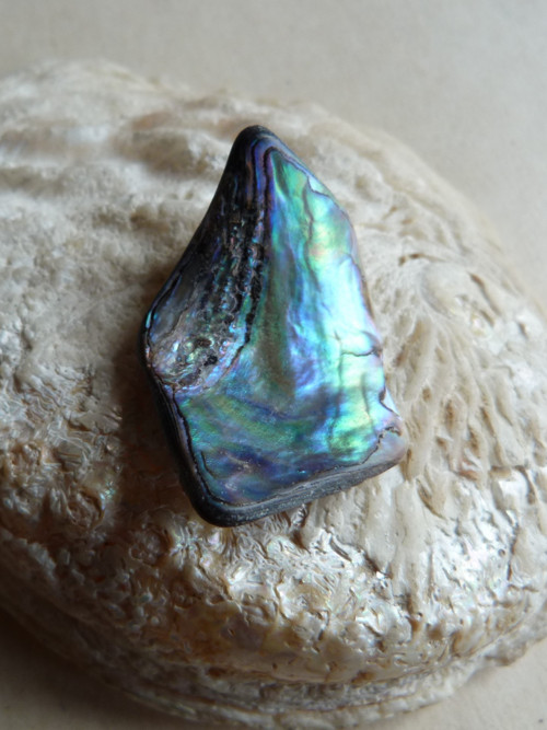 Perleť Paua - 4 cm (P11) — foto 5