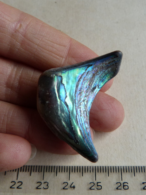 Perleť mušle Paua - 4,1 cm (P12) — foto 2