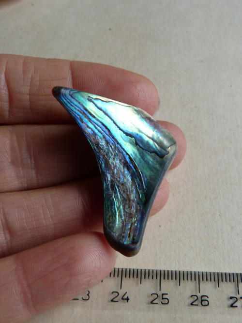 Perleť mušle Paua - 4,1 cm (P12) — foto 3