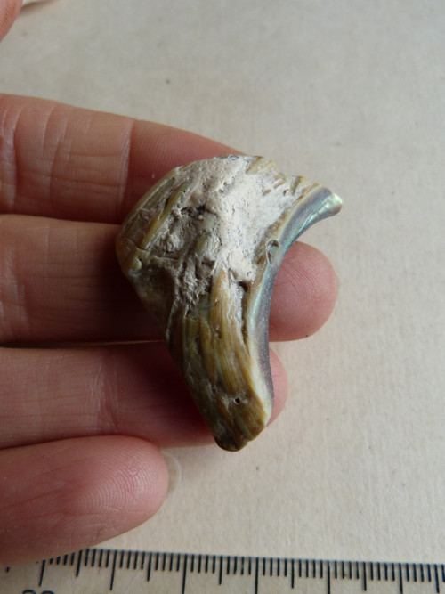Perleť mušle Paua - 4,1 cm (P12) — foto 6