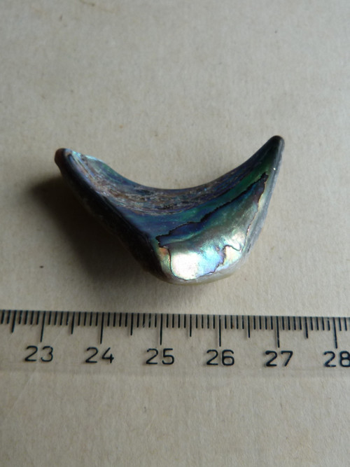 Perleť mušle Paua - 4,1 cm (P12) — foto 4