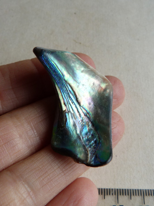 Perleť mušle Paua - 4,2 cm (P13) — foto 4