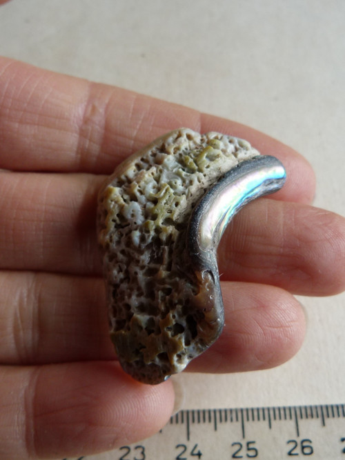Perleť mušle Paua - 4,2 cm (P13) — foto 5