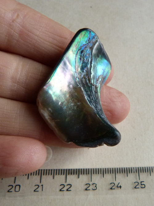 Perleť mušle Paua - 4,2 cm (P13) — foto 2