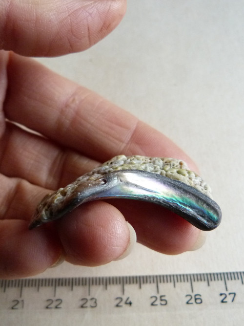 Perleť mušle Paua - 4,2 cm (P13) — foto 6