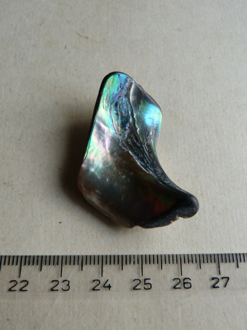 Perleť mušle Paua - 4,2 cm (P13) — foto 3
