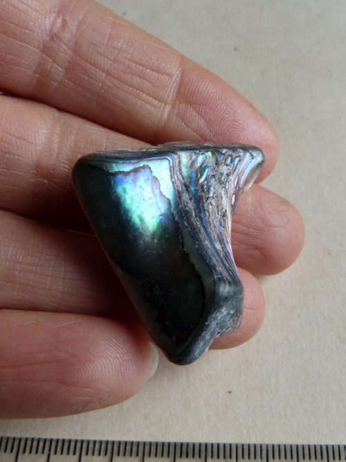 Perleť mušle Paua - 3,8 cm (P14) — foto 2