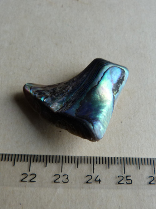 Perleť mušle Paua - 3,8 cm (P14) — foto 3