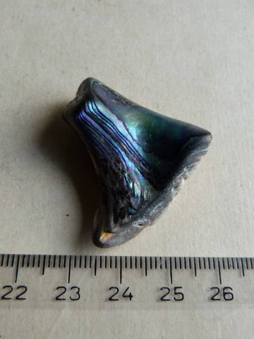 Perleť mušle Paua - 3,8 cm (P14) — foto 4