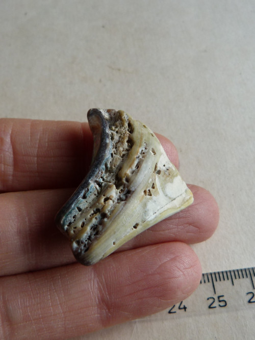 Perleť mušle Paua - 3,8 cm (P14) — foto 6