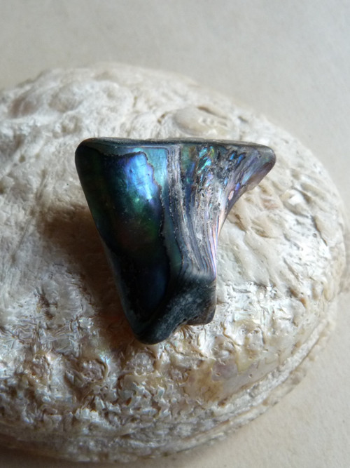 Perleť mušle Paua - 3,8 cm (P14) — foto 5