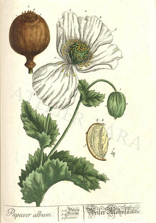 Z herbáře - mák — foto 2