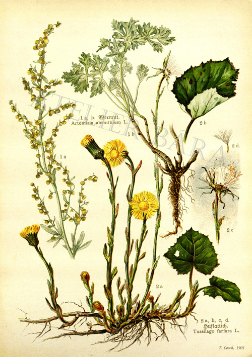 Z herbáře - podběl — foto 2