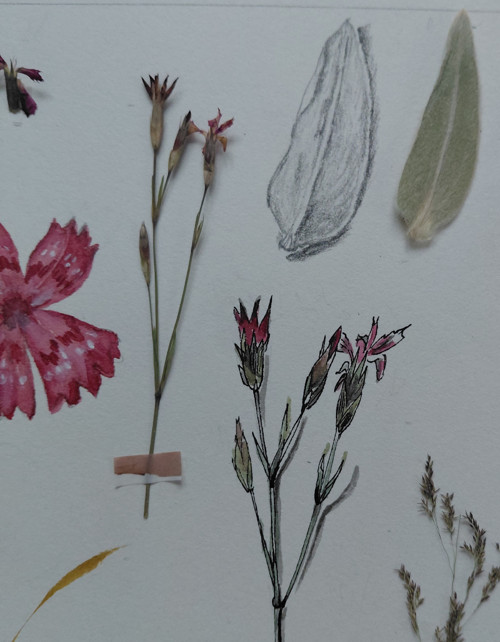 Z herbářů - louka — foto 3