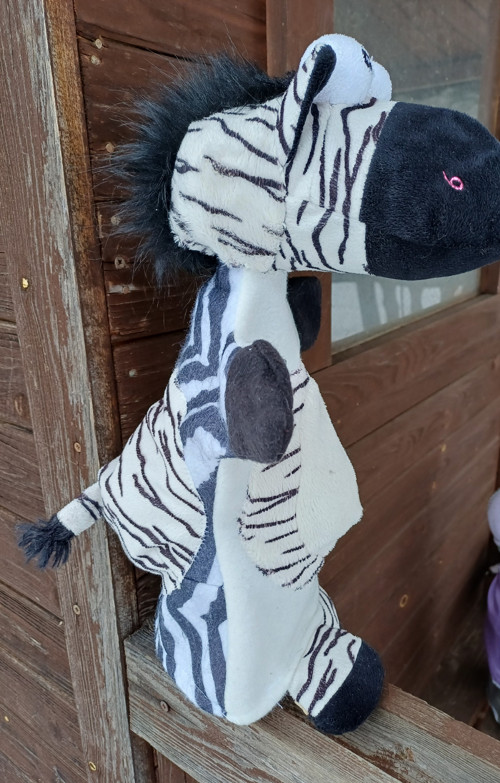 Zebra — foto 4
