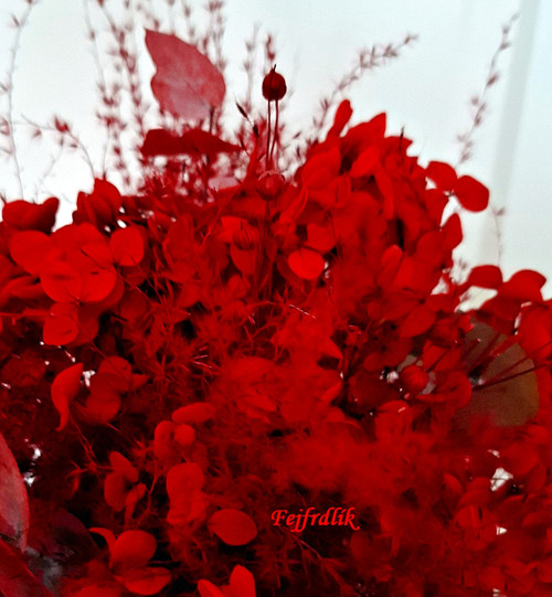 Valentýnská hortenzie. — foto 2