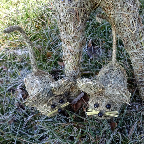 Kočičí přátelství — foto 4