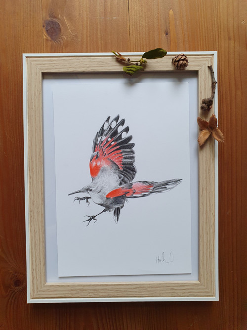 Kresba Murárik červenokrídly — foto 3