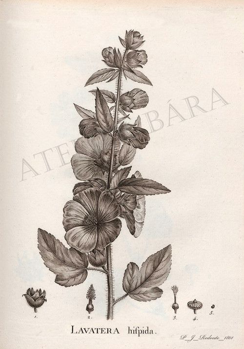 Z herbáře - slézovec — foto 2