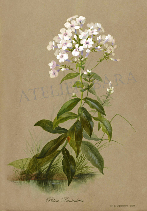 Z herbáře - flox — foto 2