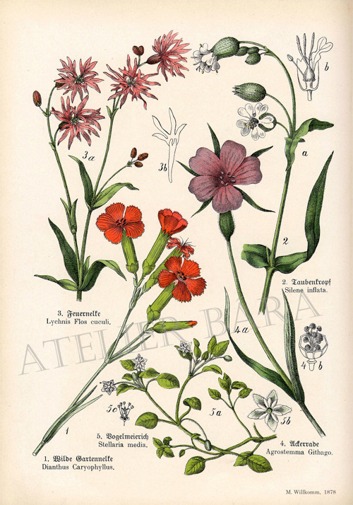 Z herbáře - luční květiny — foto 2
