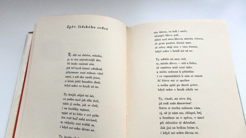 Divoké kačeny — foto 3