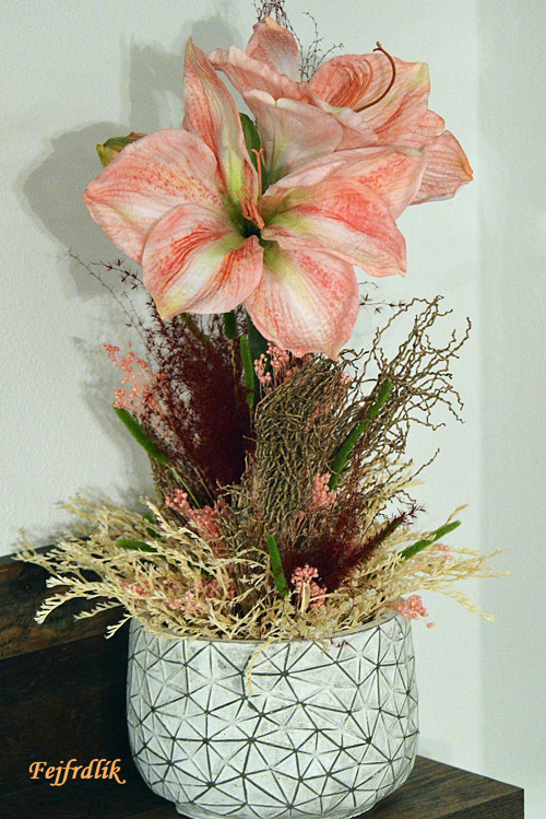 Amaryllis v sušině. — foto 2