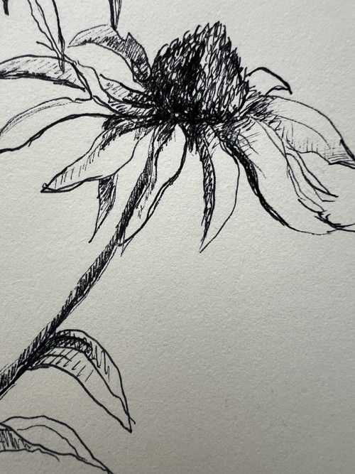 Botanická ilustrace květiny — foto 3