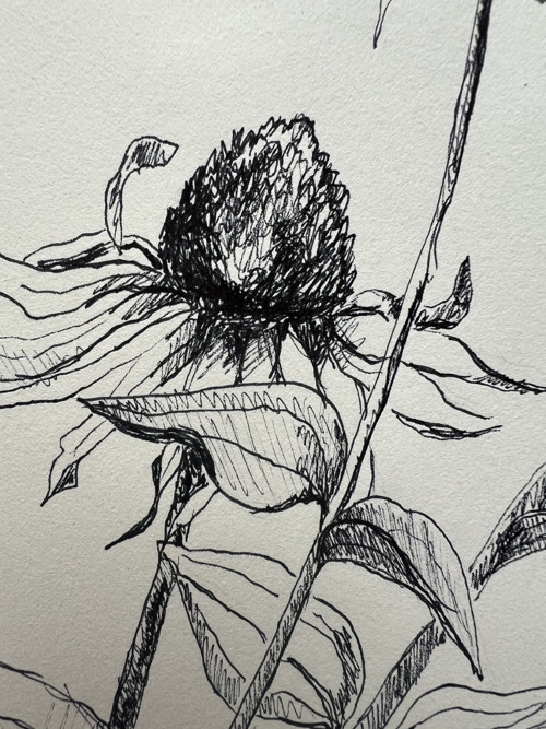 Botanická ilustrace květiny — foto 4