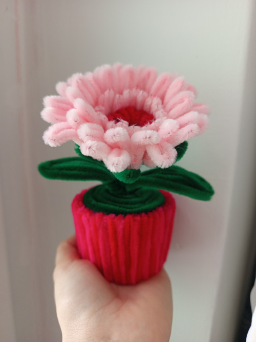 Gerbera v květináči — foto 3