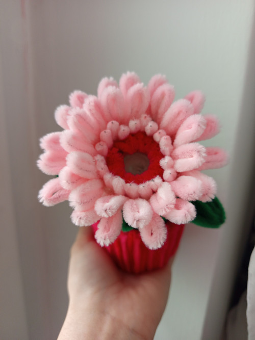 Gerbera v květináči — foto 2