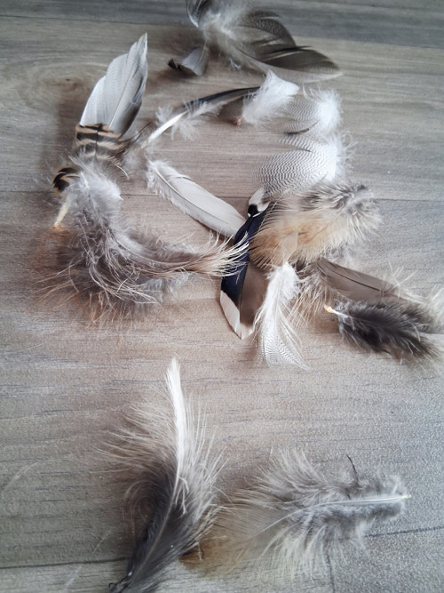 Peří, pírka, peříčka — foto 3
