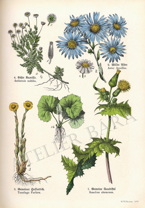 Z herbáře - luční květiny — foto 2