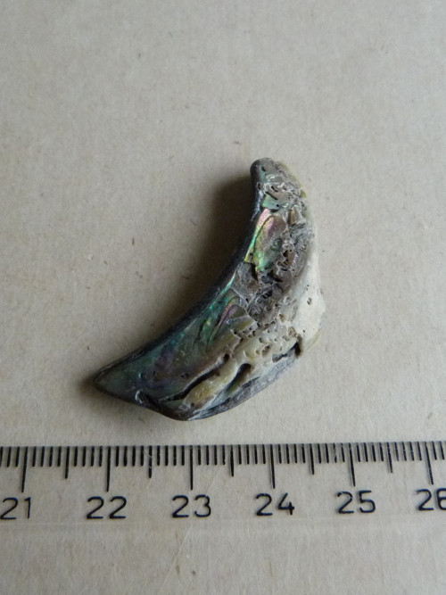 Perleť mušle Paua - 4,1 cm (P1) — foto 5