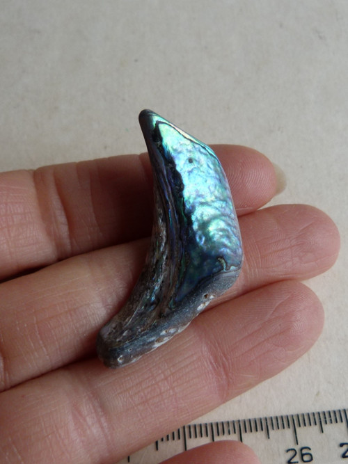 Perleť mušle Paua - 4,1 cm (P1) — foto 2