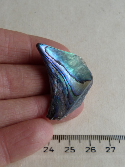 Perleť mušle Paua - 3,6 cm (P2) — foto 2