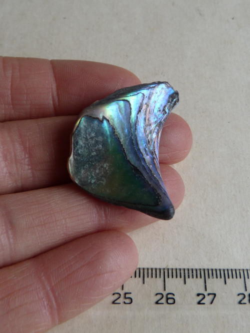Perleť mušle Paua - 3,6 cm (P2) — foto 3