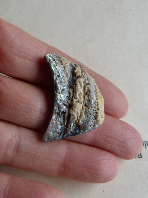 Perleť mušle Paua - 3,6 cm (P2) — foto 6