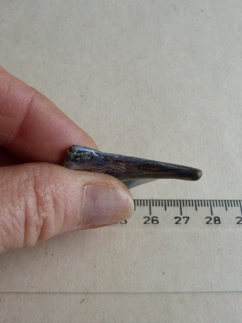 Perleť mušle Paua - 3,6 cm (P2) — foto 5