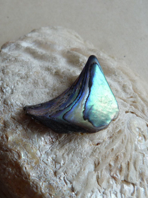 Perleť mušle Paua - 3,6 cm (P2) — foto 4