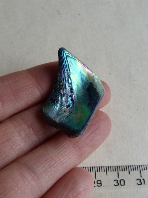 Perleť mušle Paua - 3,8 cm (P3) — foto 3