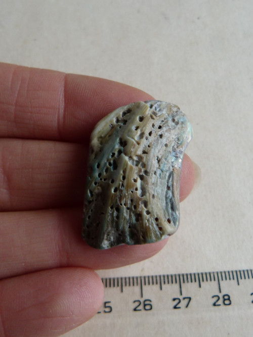 Perleť mušle Paua - 3,8 cm (P3) — foto 6