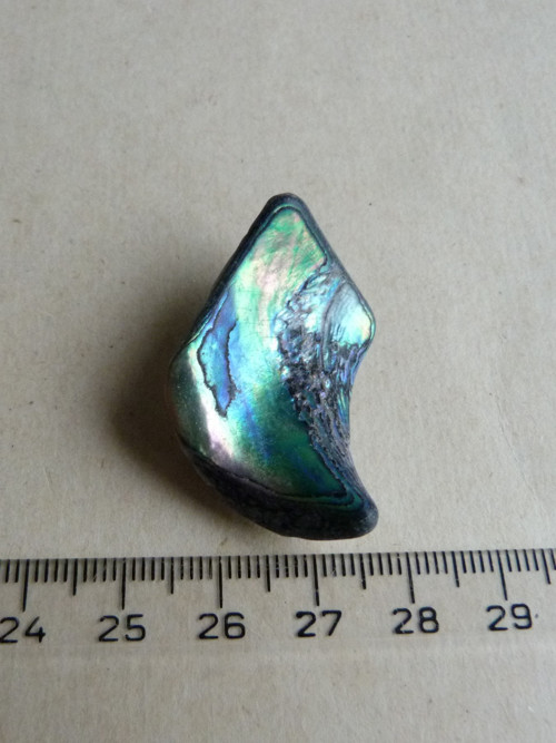 Perleť mušle Paua - 3,8 cm (P3) — foto 2