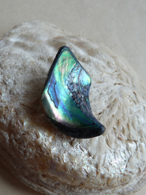 Perleť mušle Paua - 3,8 cm (P3) — foto 4