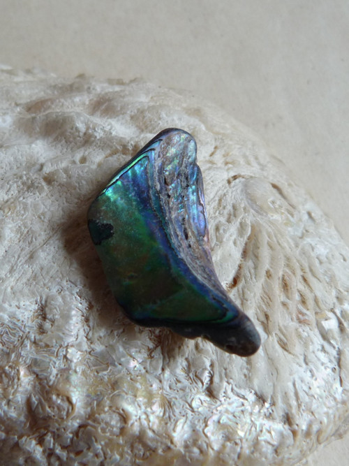 Perleť mušle Paua - 3,9 cm (P4) — foto 3