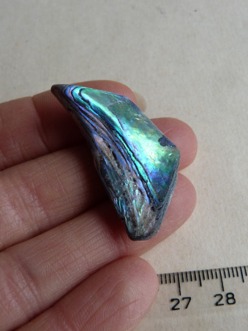Perleť mušle Paua - 3,9 cm (P4) — foto 2